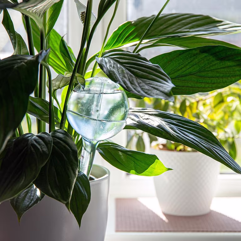 Slik får du plantene til å overleve ferien 