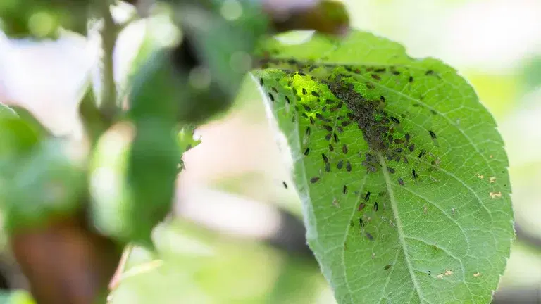 Aphids - the hobby gardener's pest