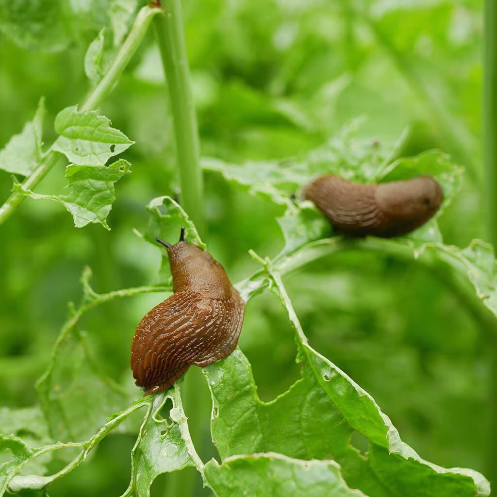 Slugs - how to get rid of them