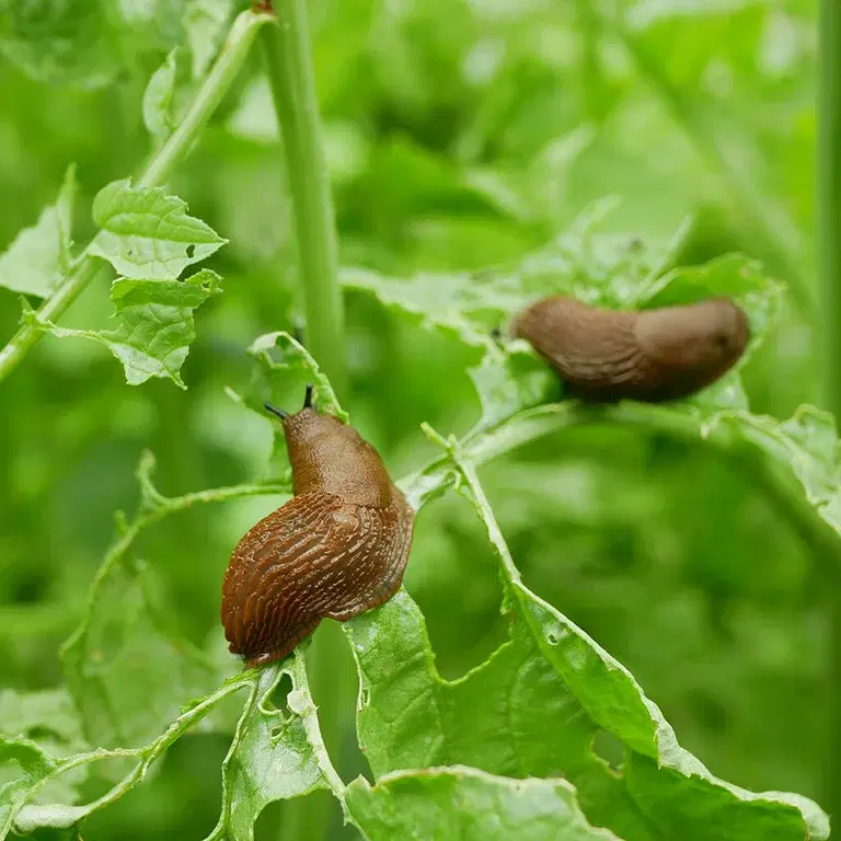 Slugs - how to get rid of them