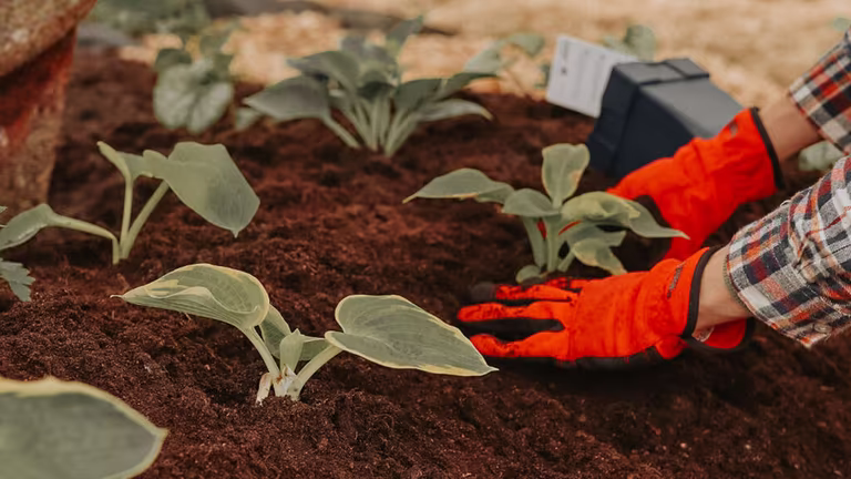 No-dig perennial bed – create a new bed without digging