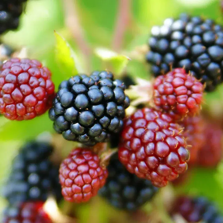 Bær – slik lykkes du