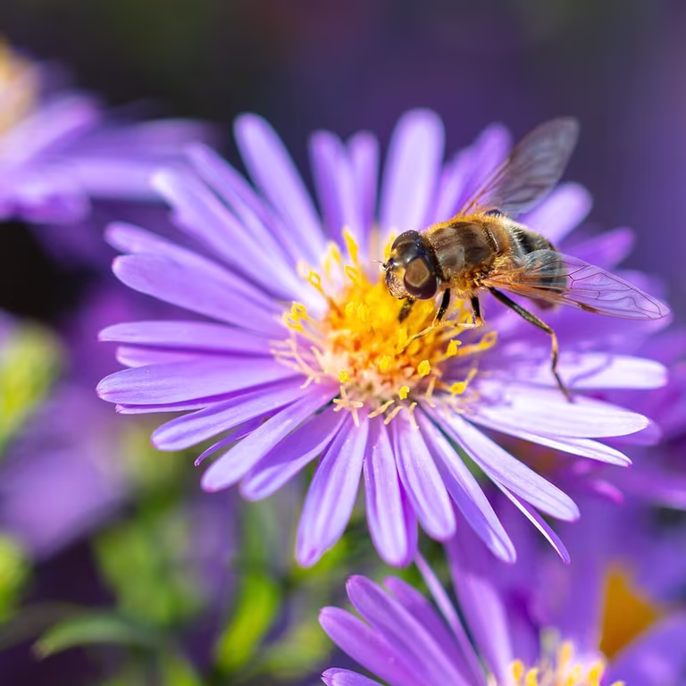 Flowers for bees and butterflies – 7 favorites