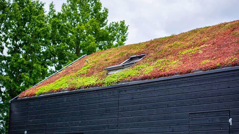 How to lay sedum roofs