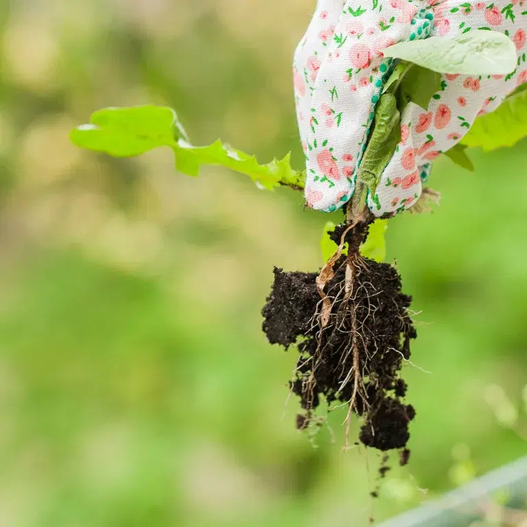 This is how you weed the most common weeds