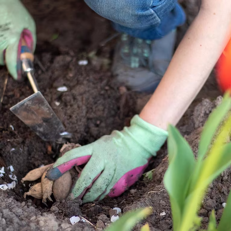 Spring bulbs - everything you need to know about autumn-flowering bulbs