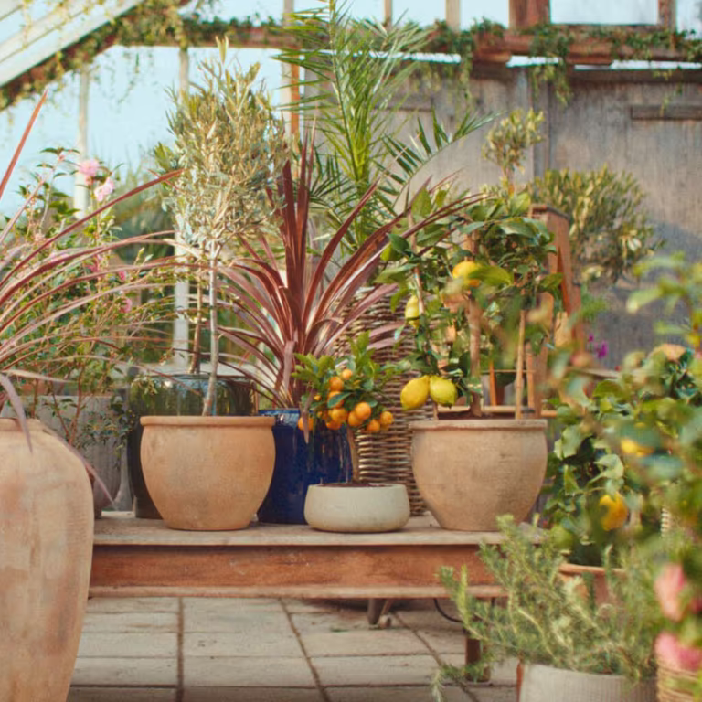 Give new life to Mediterranean plants after the winter