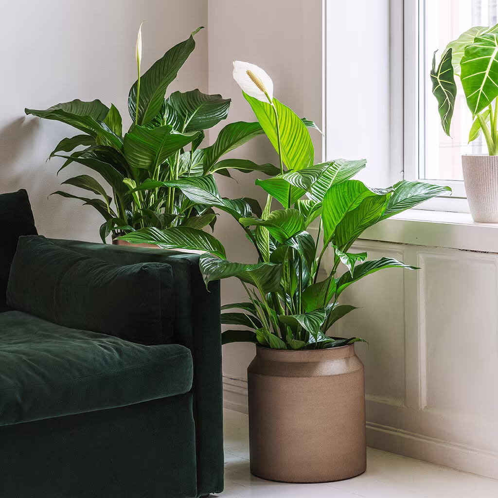 Peace lily - facts and advice on care