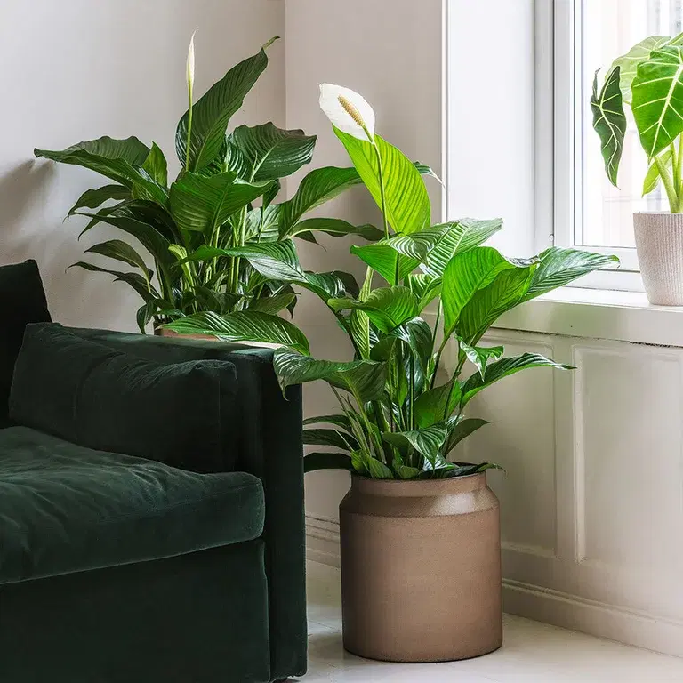 Peace lily - facts and advice on care
