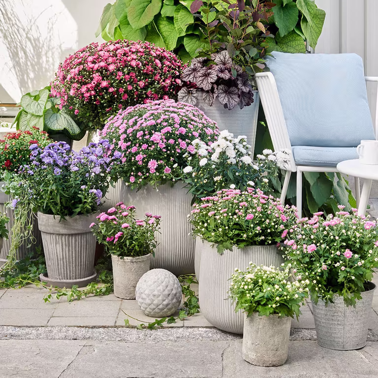 Chrysanthemums - planting and care