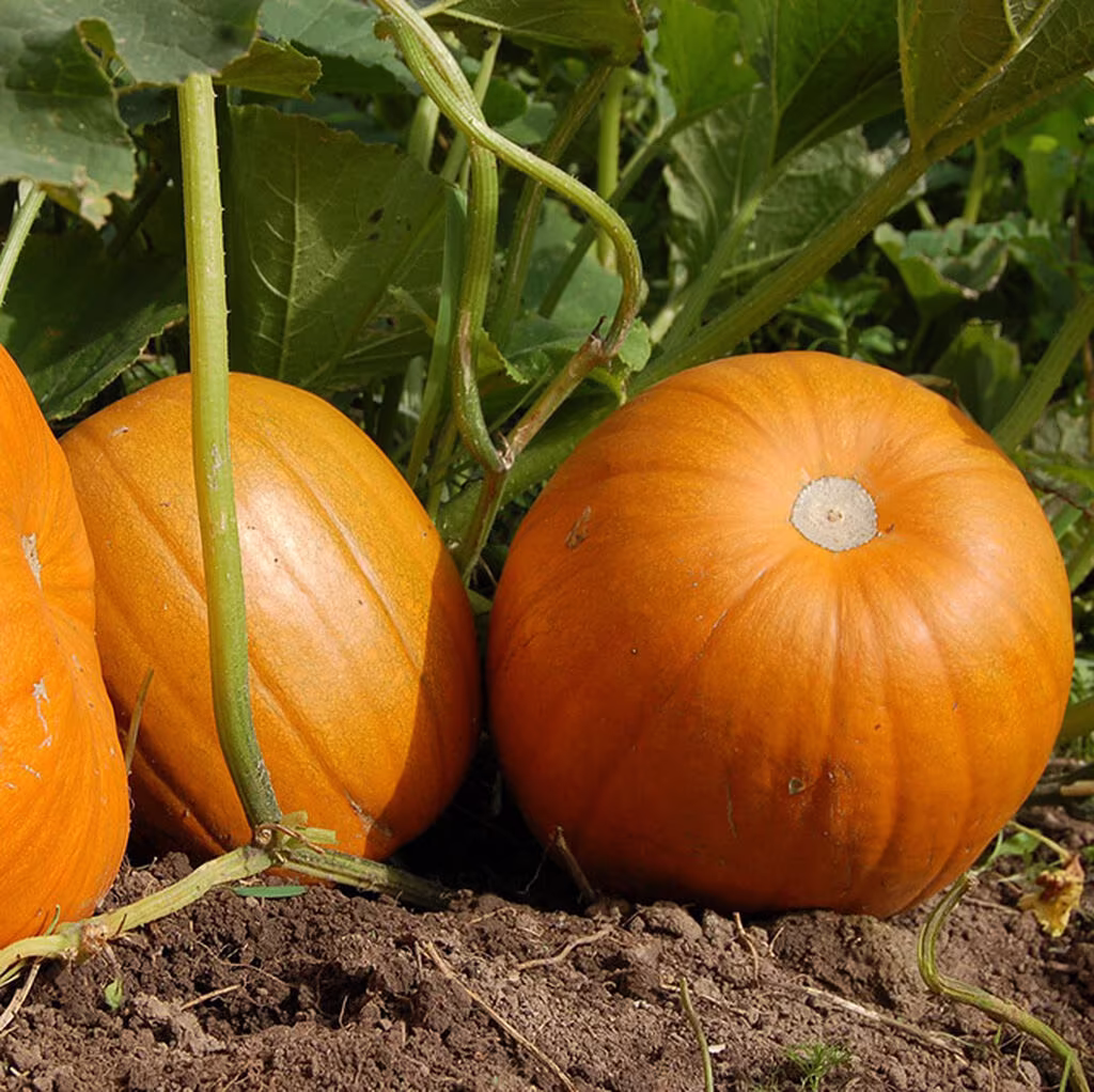 Pumpkins – how to grow your own