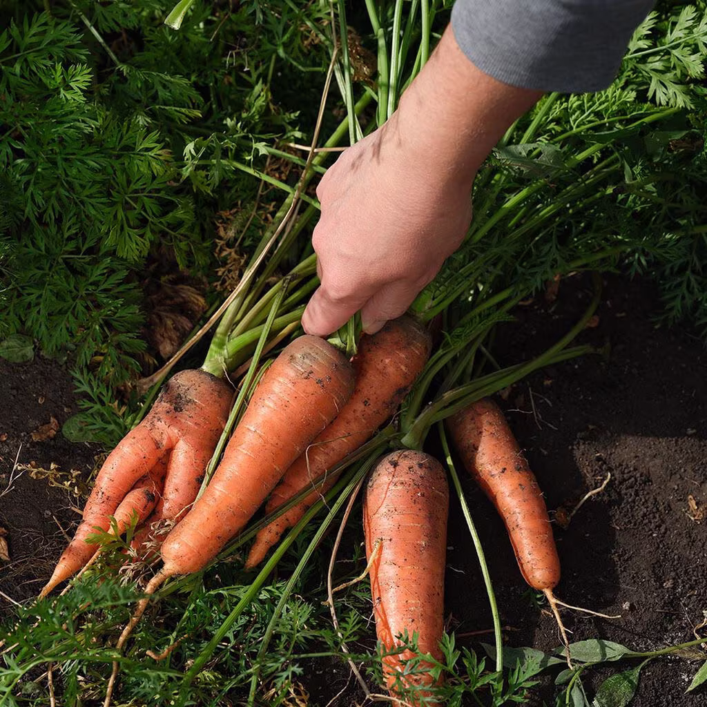 Carrots – grow your own