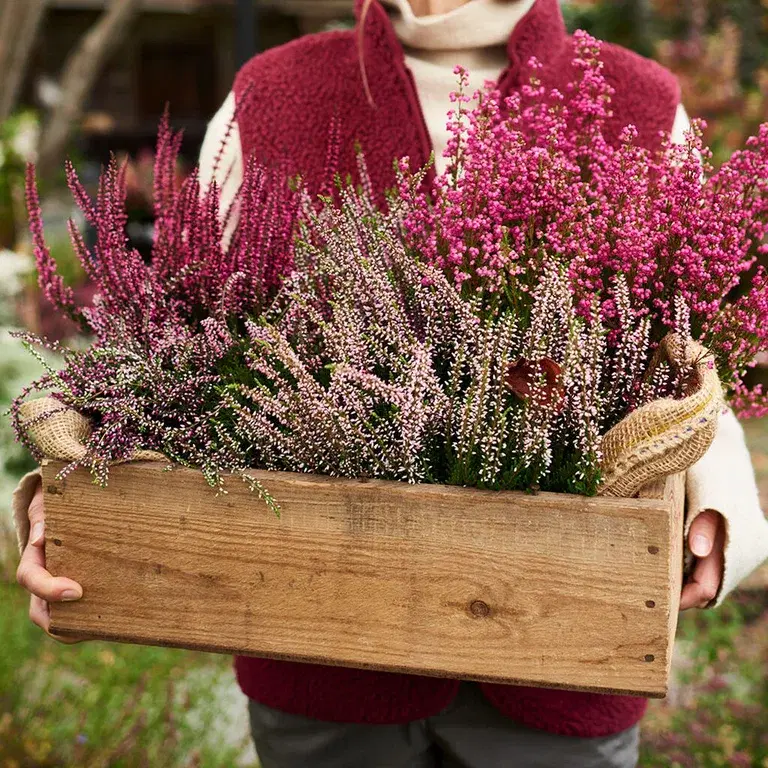 Heather - planting and maintenance