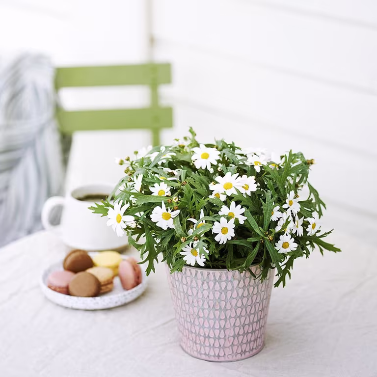 Margeritt – planting og stell 