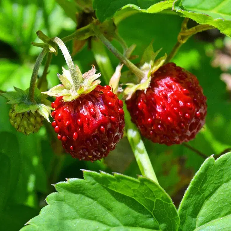 Wild strawberries – how to grow your own