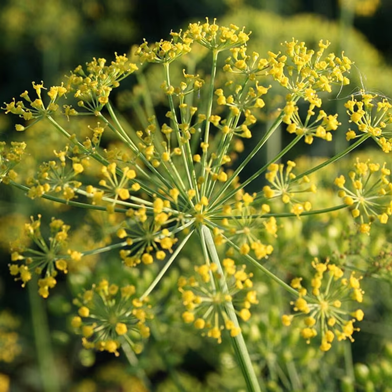 Dill – slik dyrker du din egen 