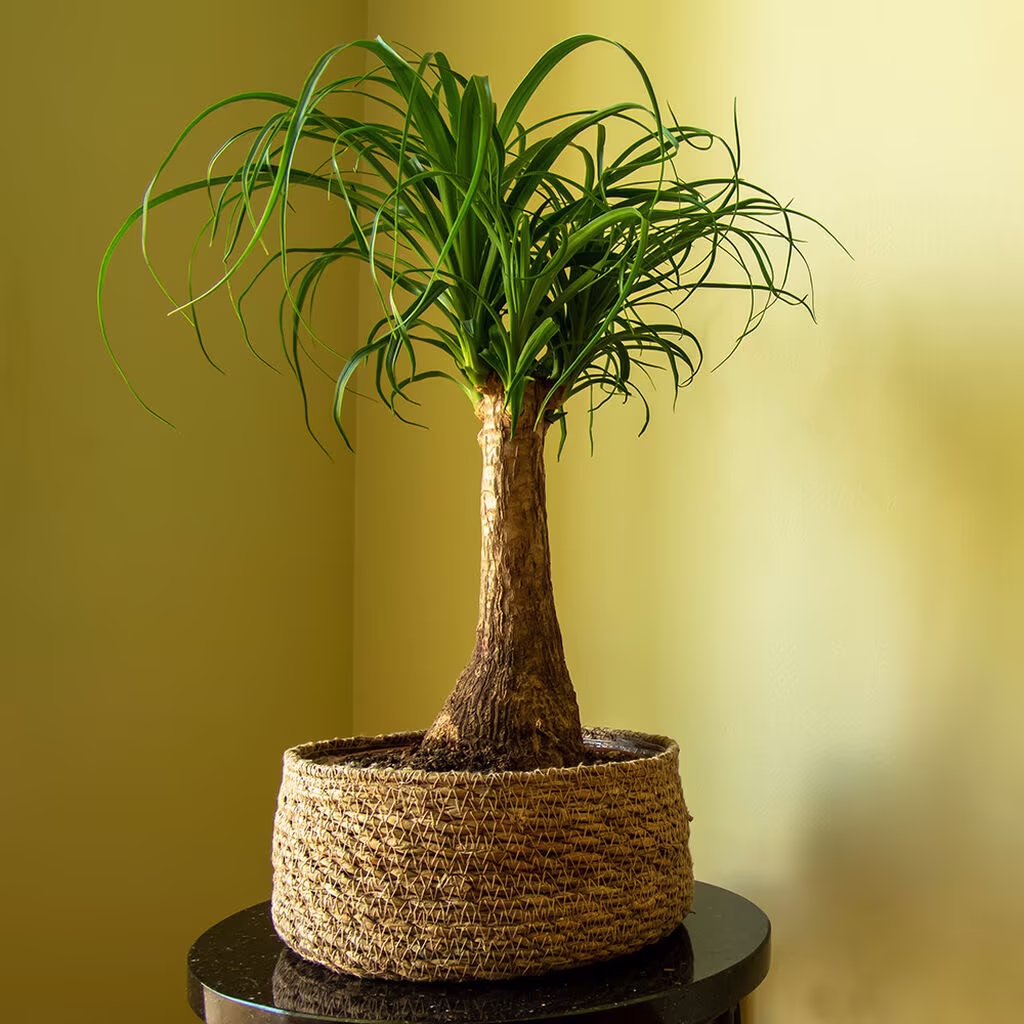 Beaucarnea recurvata – facts and care advice