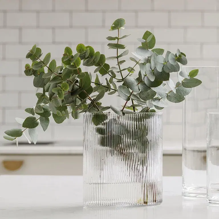 Eucalyptus – facts and care advice