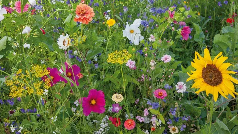 This is how the garden survives the holiday