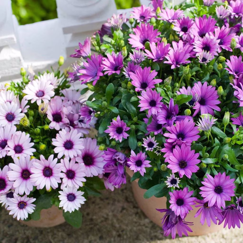 Spanish marguerite – planting and care