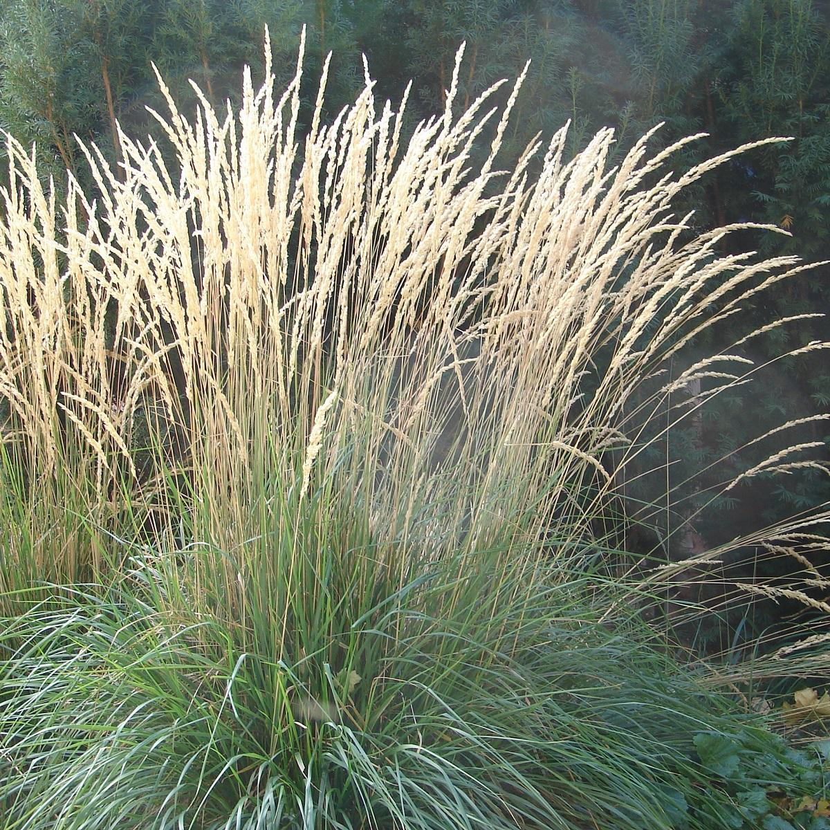 Ornamental grass