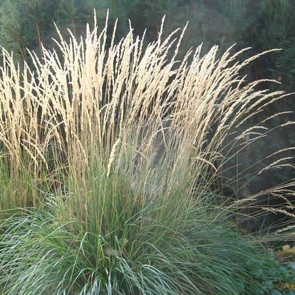 Ornamental grass