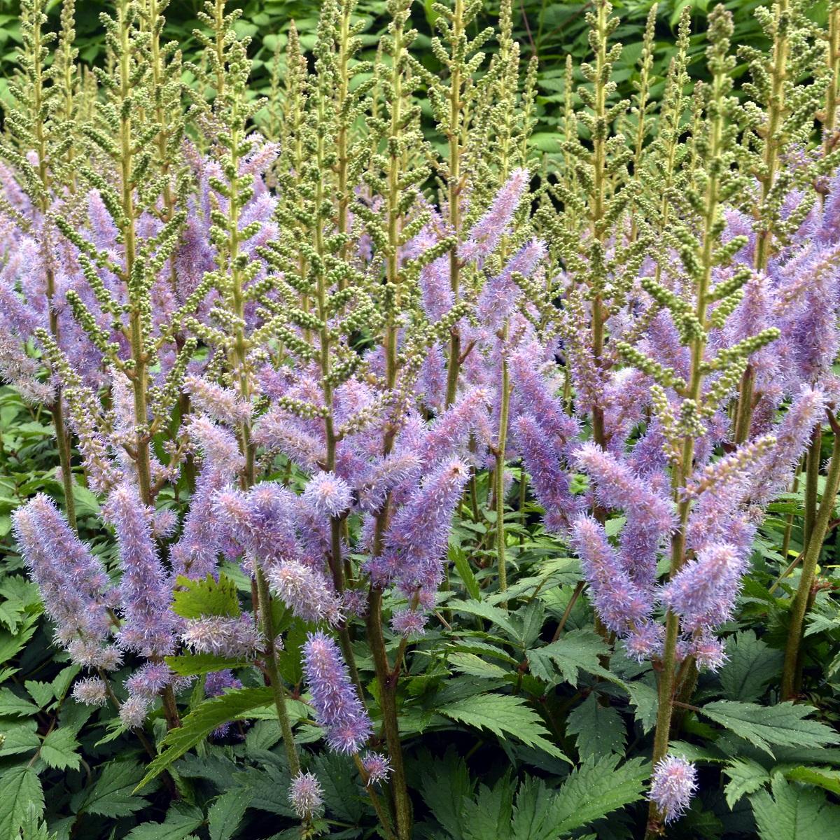 Shade-loving perennials