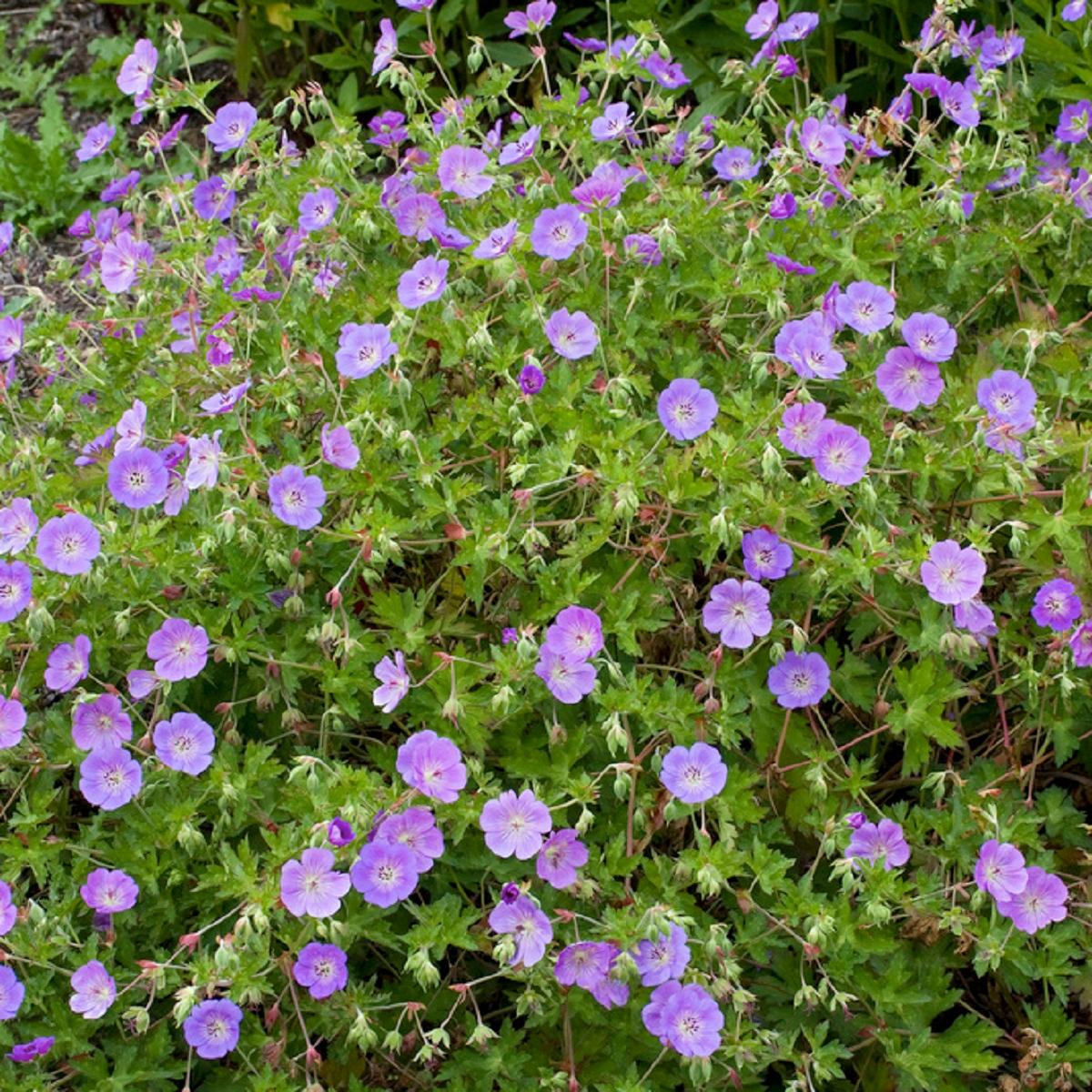 Ground-covering perennials