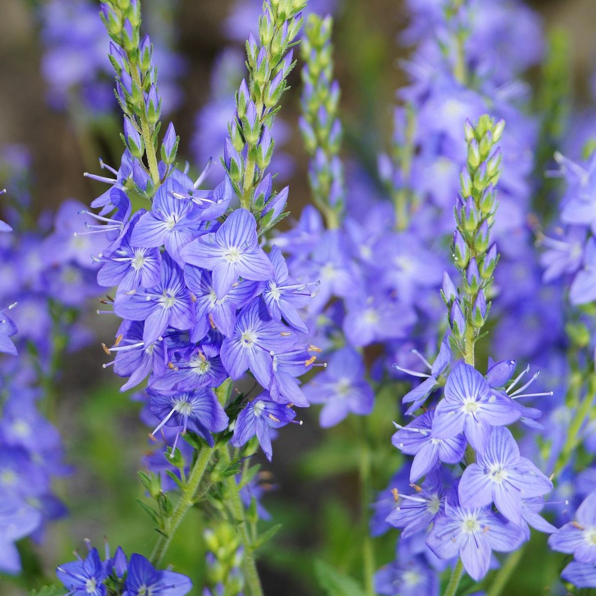 Sun-loving perennials