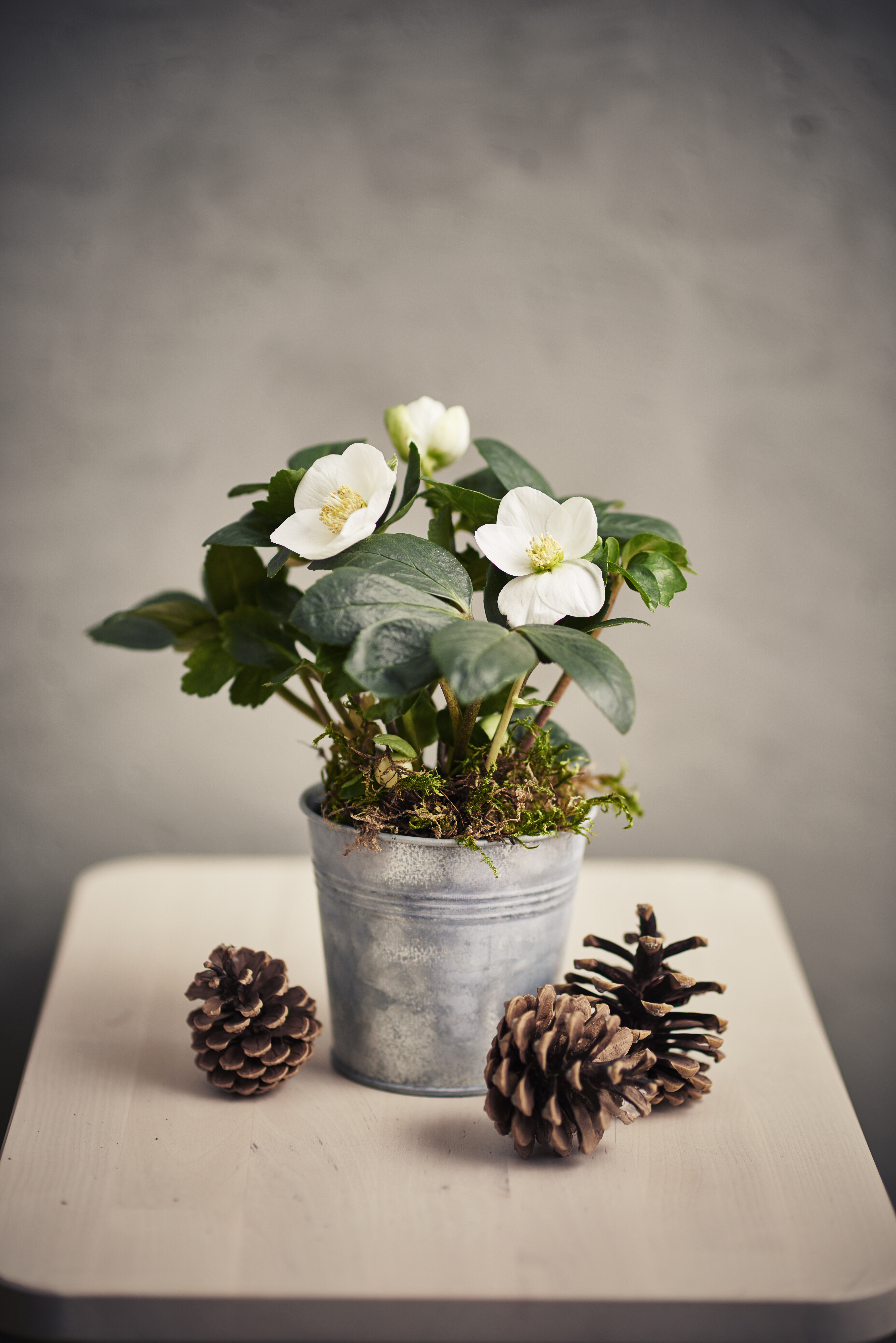 Christmas flowers