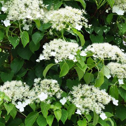 Other climbing plants