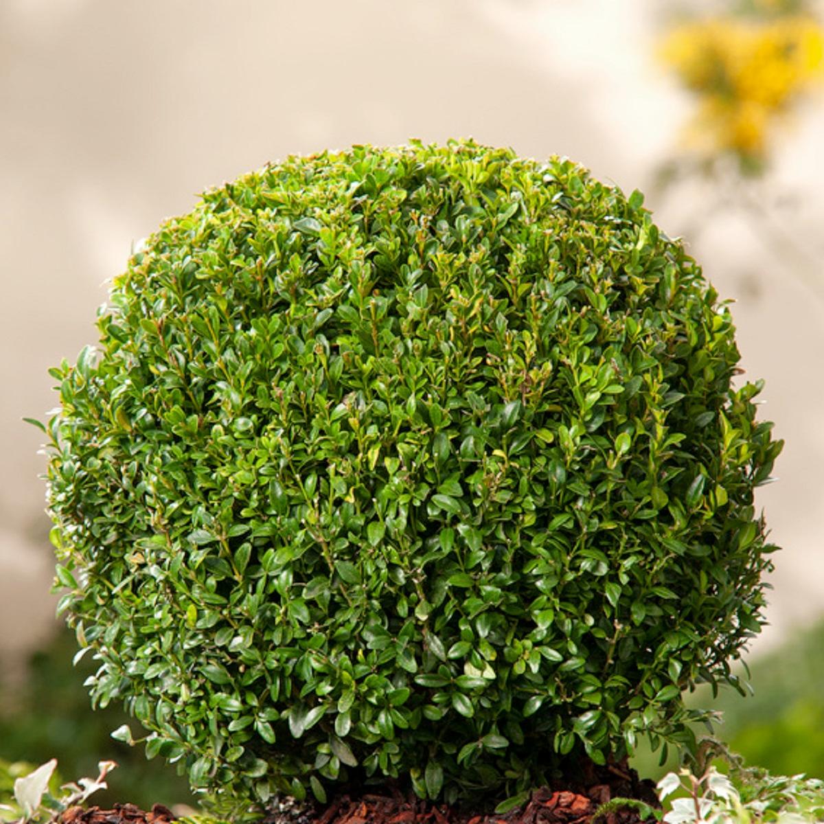 Boxwood