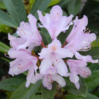 Rhododendron