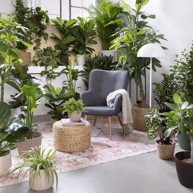De beste plantene mot tørr luft
