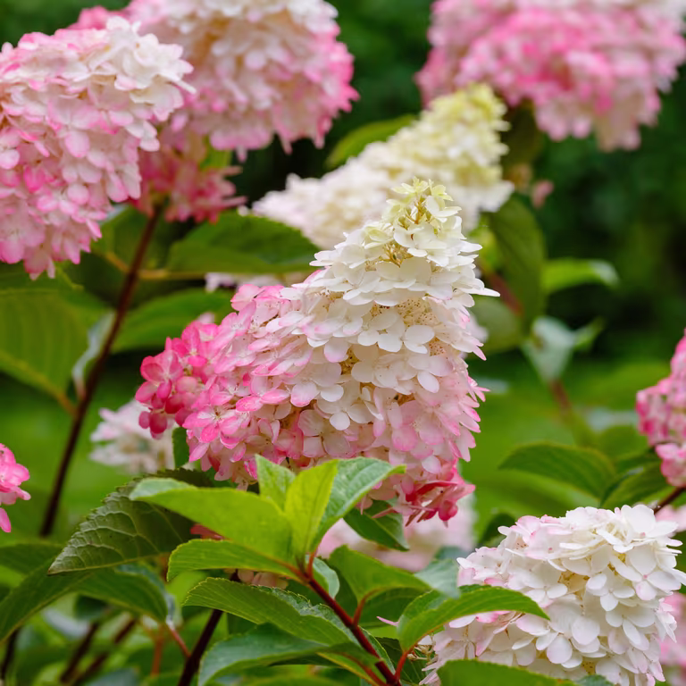 Hydrangea