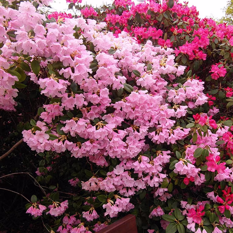 Rhododendron - planting and care