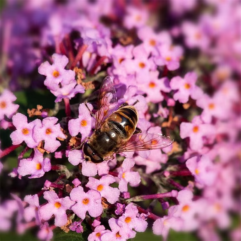 Butterfly bush - planting and care