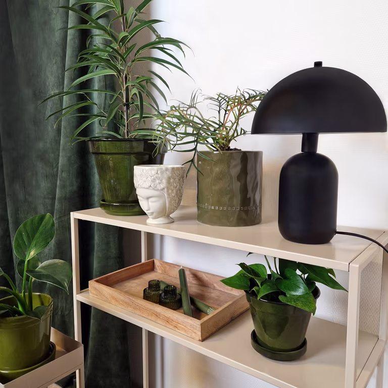 Here are the pot trends for 2025