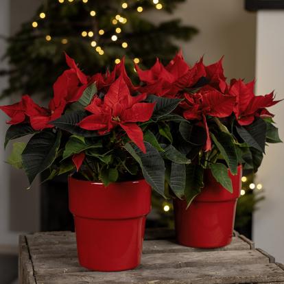 Christmas pots