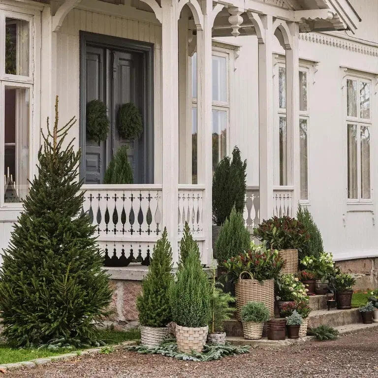 Ram inn entréen med ulike sorter barvekster 