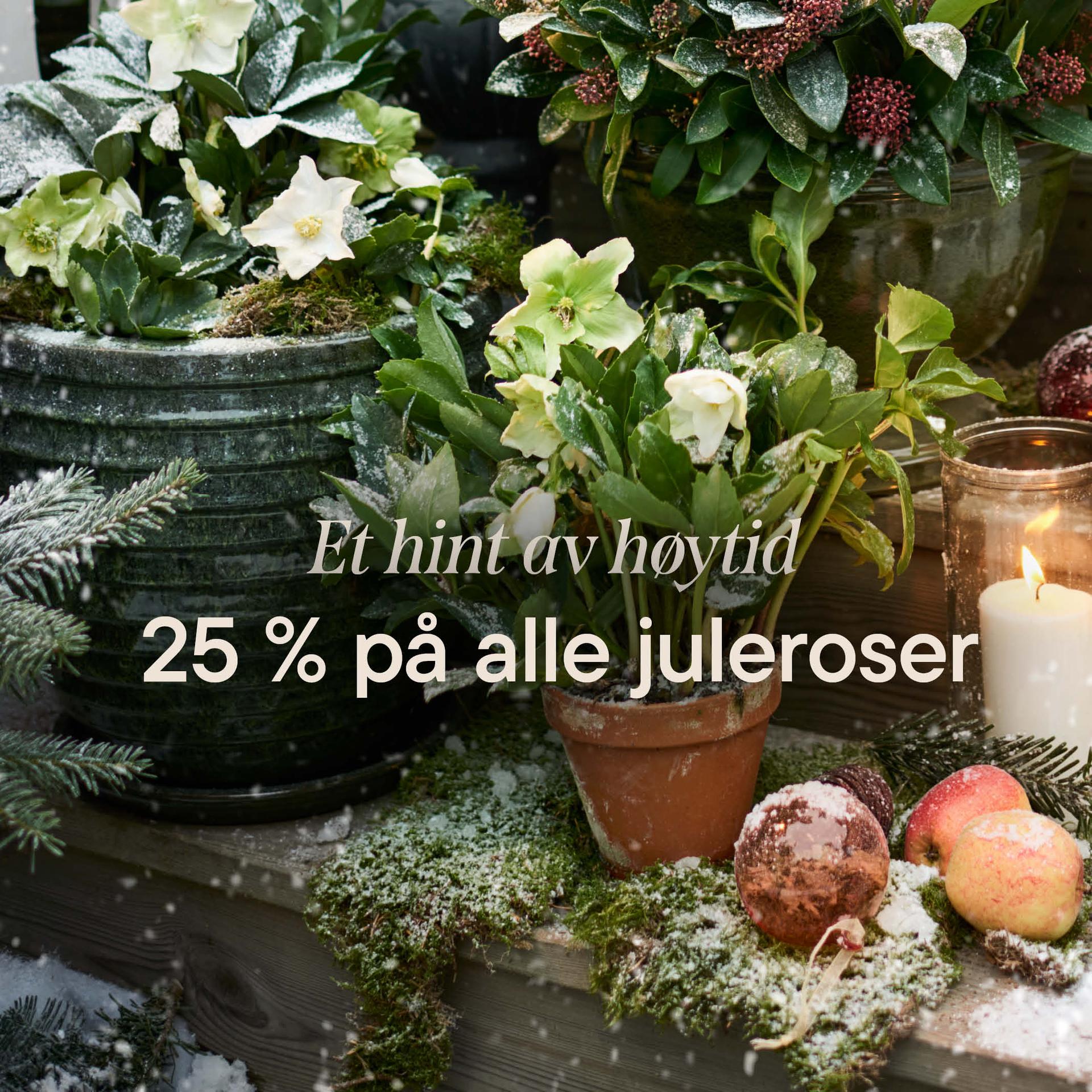 Terracotta pots in every size and shape