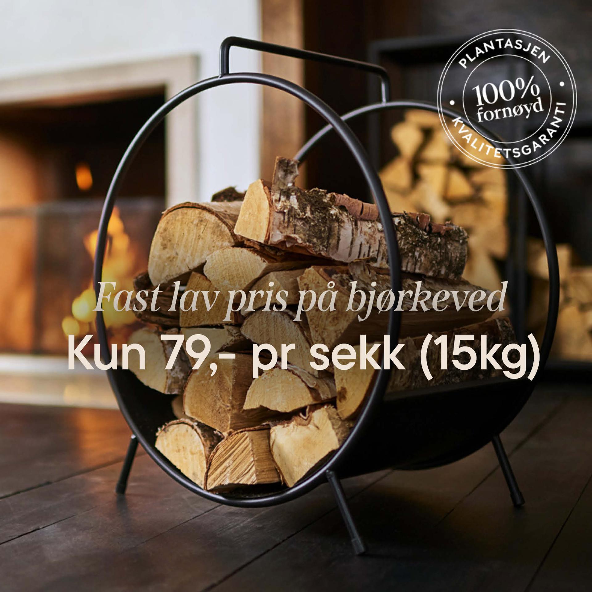 Aster – a summer favourite