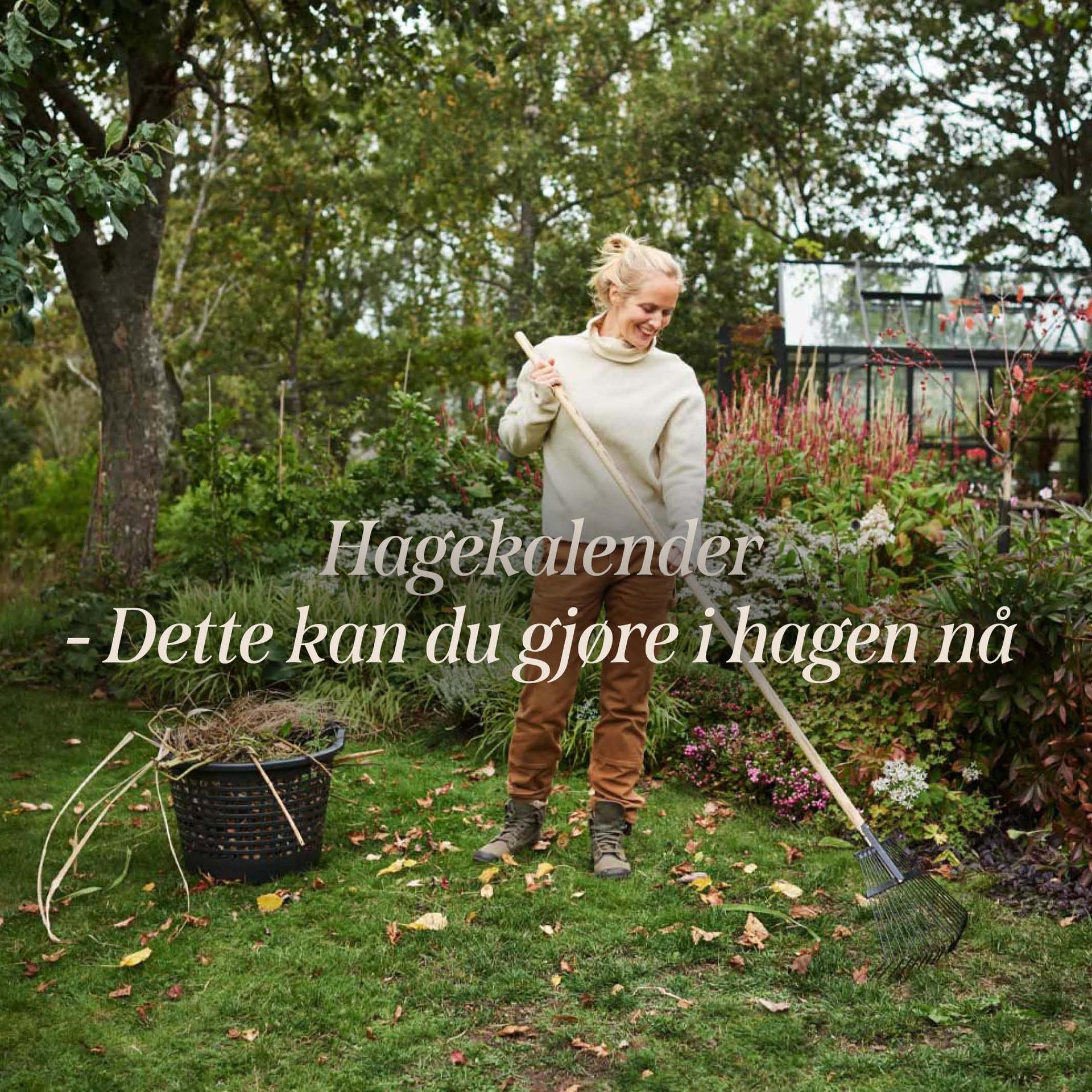 2 for 1 on garden roses