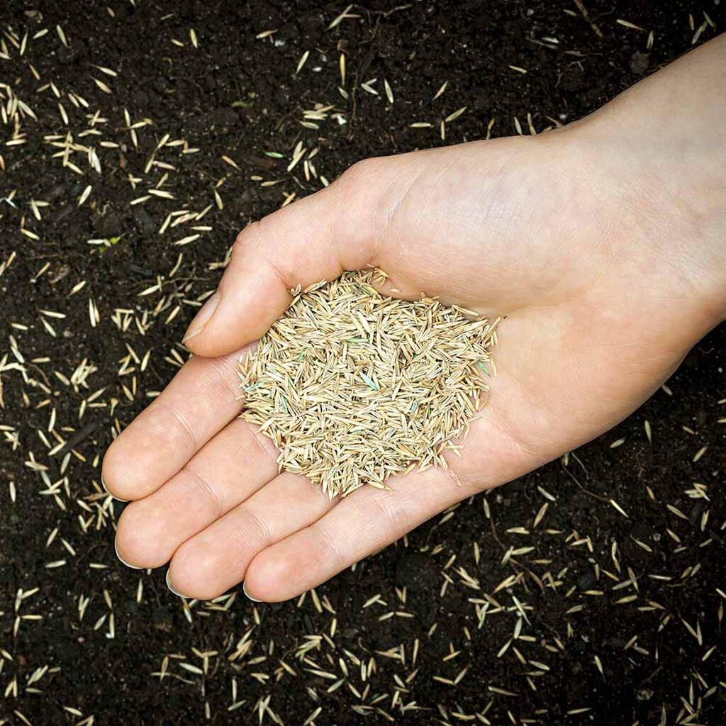 Lawn seeds