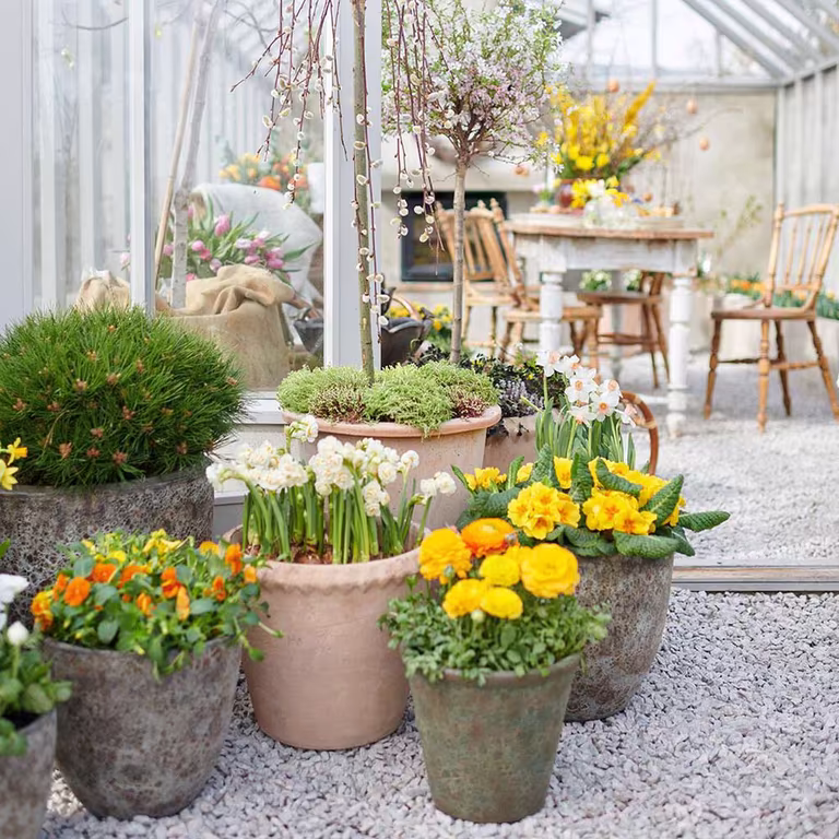 Outdoor plants in pots for Easter and early spring