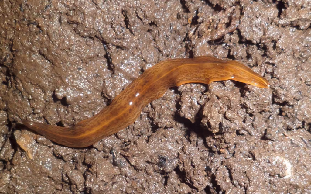 This is the flatworm – and this is what you do if you find it