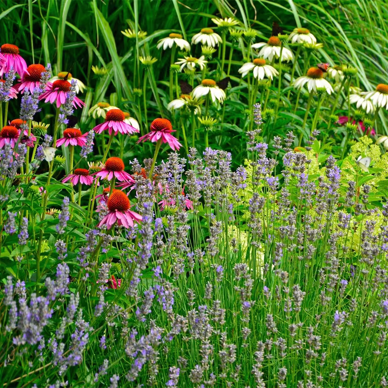Our most popular perennials
