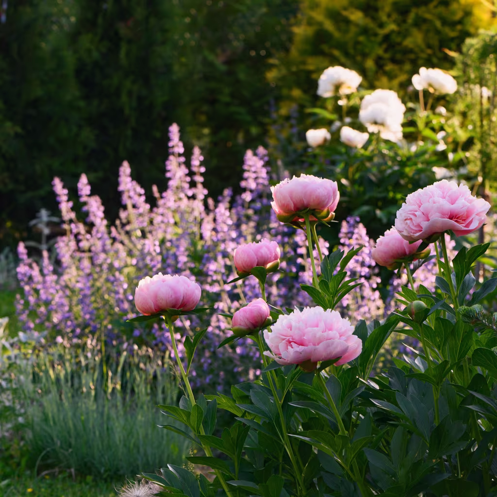 Our most popular perennials