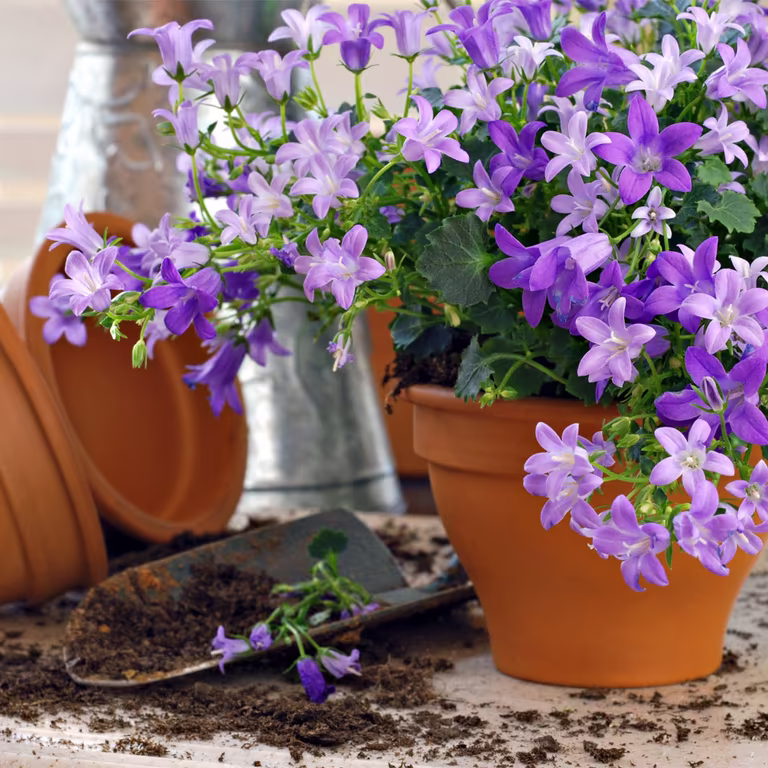 Creeping bellflower – planting and care