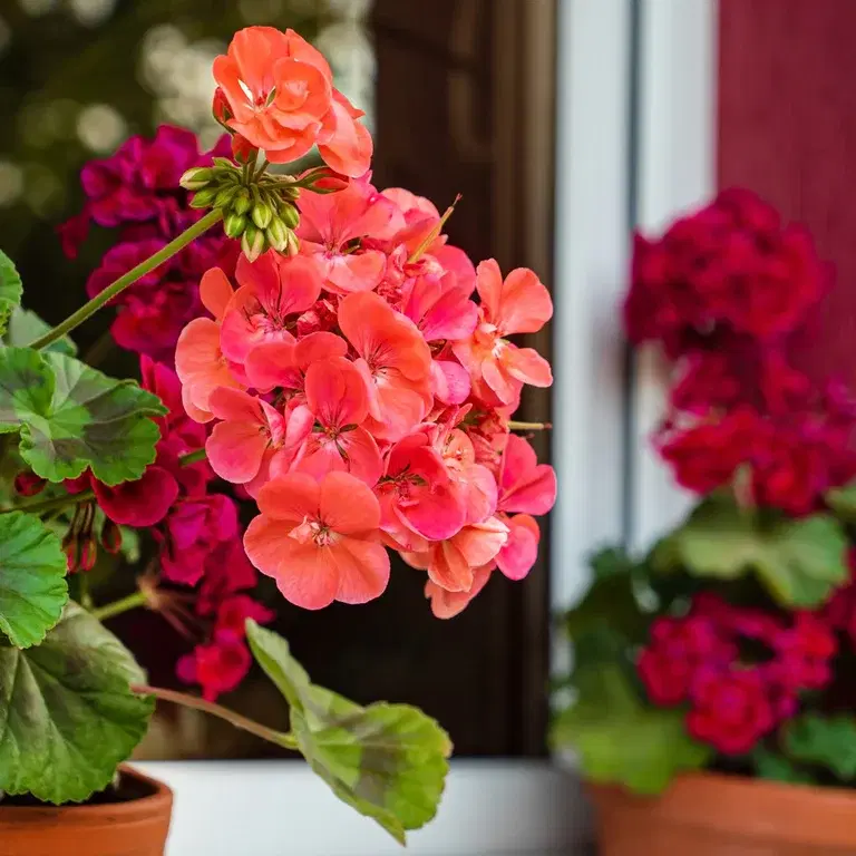 Our most beloved geraniums